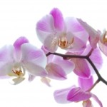 1326887_pink_orchidea