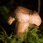 macro-mushrooms-1-1402329-m